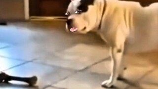 Anjing: Kamu merebus Optimus Prime?