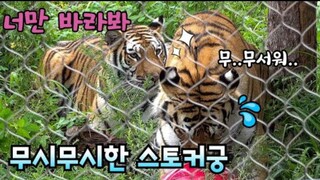 "Kelakuan terkanek"Kisah Famous Tiger Family in Korea Cat Tiger(Ver Gonparazzi)part 2