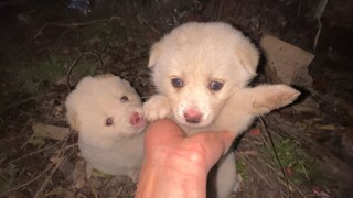 Anak anjing terlantar, mereka sudah kelaparan saat diselamatkan