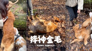 小金毛好像有点笨笨的😂