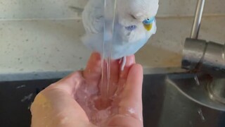 Of course the clean little bird is pampered!