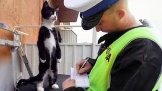 Cats and their important work make people's lives more fun