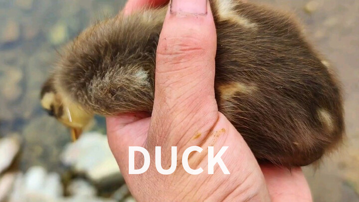 Turbo Duck?