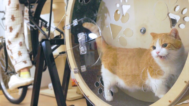 Setelah dua tahun, saya akhirnya membuat [Treadmill untuk Manusia dan Kucing]!