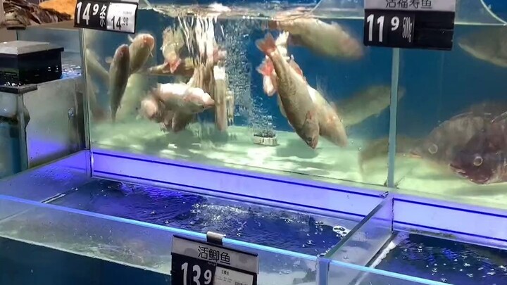 Cá vược tập thể dục dưới nước, 38 tệ mỗi cân