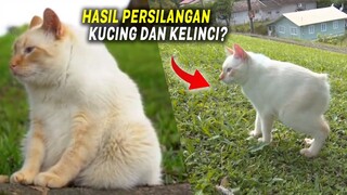 Badan Kelinci, Muka Kucing! Kucing Ini Hasil Kawin Silang Kelinci dan Kucing?