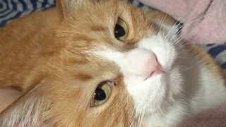 Xiaomi: Let me show you the beauty of the Fairy Cat (comments only accept rainbow farts)