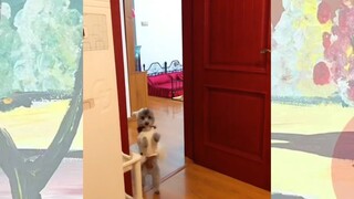 CUTE PET #น่ารัก&ตลก #5555+