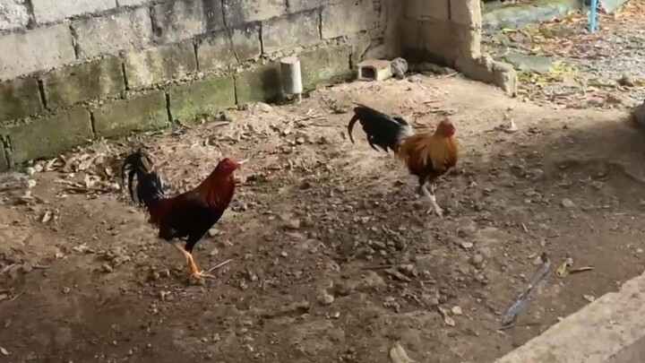 Practice magtari! Nakatiyamba tayo mga boss