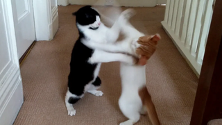 Cats Play Fighting Compilation Video 4K