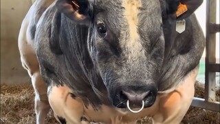 What kind of cow is this?