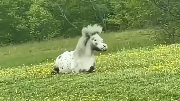 “Who could possibly say no to a little pony with a full mane?”