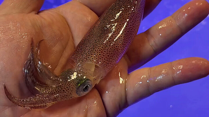 Ẩm thực Thái Lan: Món sashimi mực sống bên đường tươi ngọt, mềm dẻo, càng nhai càng ngon