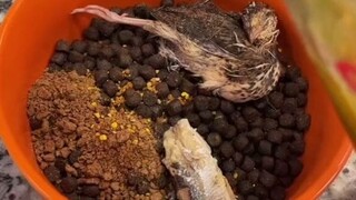 大户人家为狗狗准备的早餐...