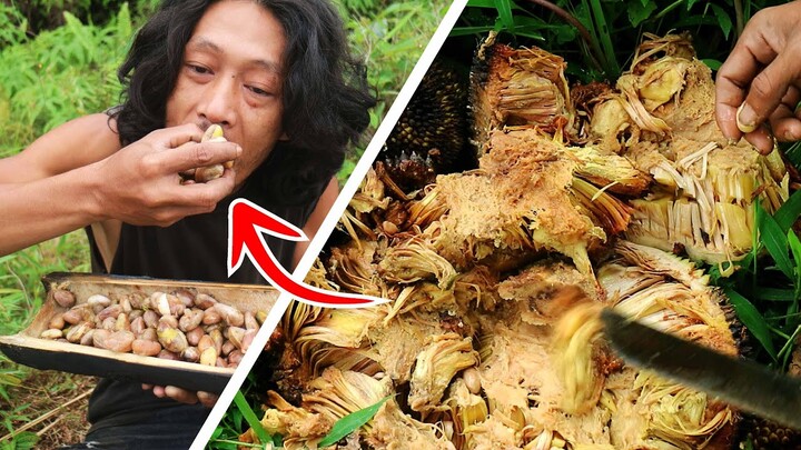 Survival Skills | Mengolah biji nangka busuk menjadi makanan yang mengenyangkan. Beton nangka
