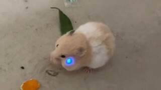 The hamster swallowed his roommate's lamp by mistake