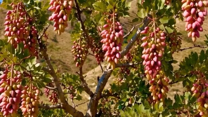 Mountain Pistachios of Badghis, Afghanistan