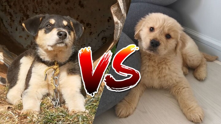 [Chinese Native Dog] Should You Raise a Local Dog or a Purebred?