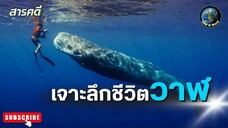 เจาะลึกชีวิตวาฬ - สารคดีพากย์ไทย Patrick and the Whale