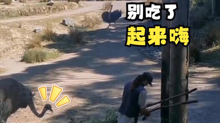 A sudden ostrich awkward dance!