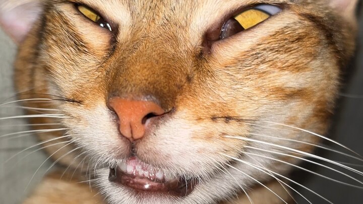 Cutieee Cat