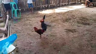 first fight win, manok ng Dinagat Island lumaban sa sarangani province.