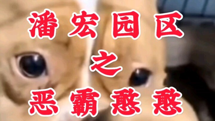 Pan Hong Park: The Bully and the Clumsy Guy