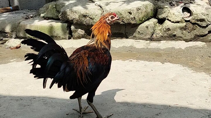 SBR rapapap Cross sa Melsim na Tagalugin 😅