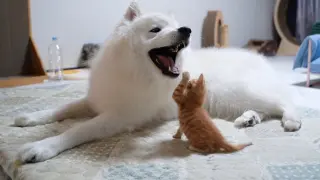 When a Big Dog Was Bit by a Baby Kitten…