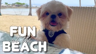 My Dog is Having Fun at The Beach Resort