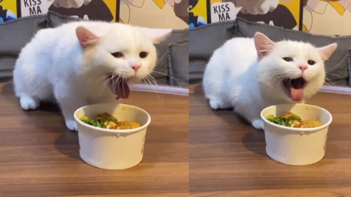 Chú mèo con đã được ăn món đậu phụ thối yêu thích, vui đến mức há miệng cười lớn