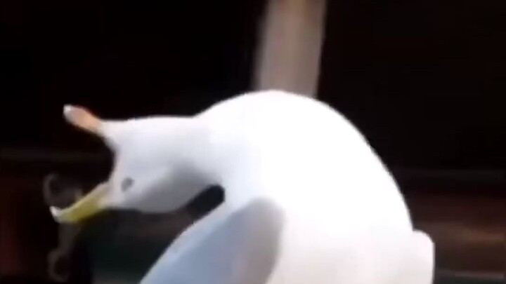 Ini bukan cushion, ini jelas tangga!