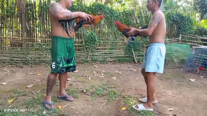 hatch gold bull stag vs sweater  kelso cock