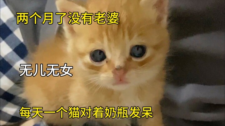 Been meowing for two months, no wife...