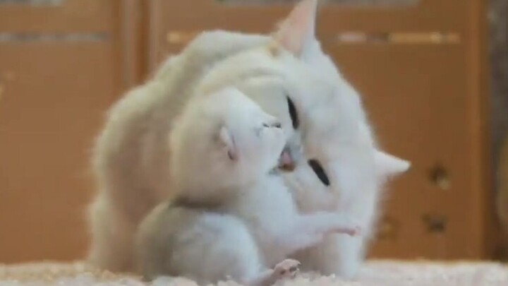 ลูกแมวน้อยที่มีคุณแม่สองคน แม้จะบ่นก็ต้องฟังถึงสองรอบเลยนะ~