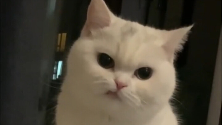 最特别的小猫咪