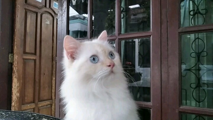 Kucing mata biru