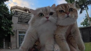 Tangkap Kucing - Versi Cepat 😂