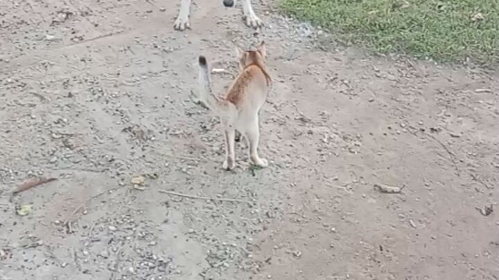 #cat#fyting#dog