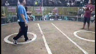 Agilahas block dom 9months old 2hits champion