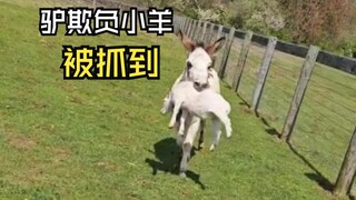 Those slightly awkward animals!