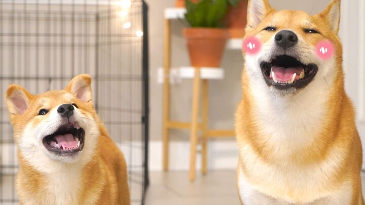 Mysterious guests show up at home—two Shiba Inu brothers and they’re already grinning like perverts!