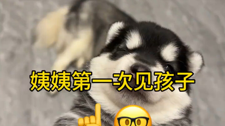 Anak anjing dan anjing dewasa bertemu secara resmi, keduanya terlihat canggung.