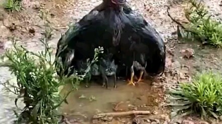 From now on, never make fun of a drenched chicken again!