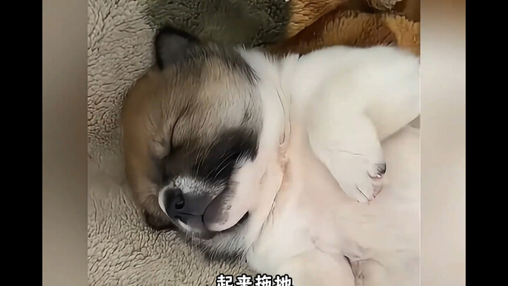 I declare that the little mutt is the cutest of all!