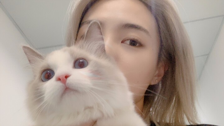 【Kucing Ragdoll】Diana, sehari berkelana di rumah sakit hewan peliharaan | Kakak dan paman semua memu