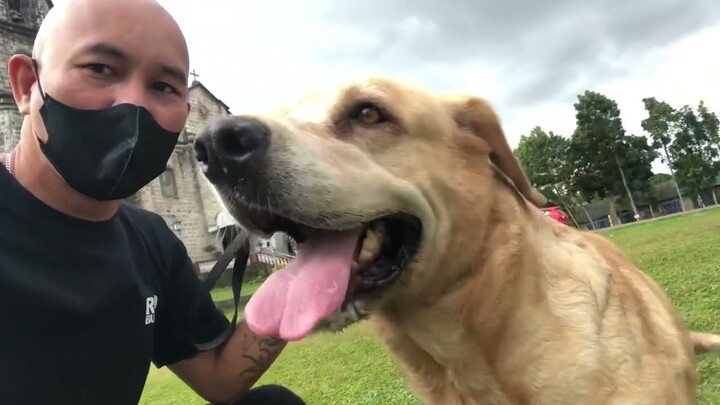 5 yrs Old Labrador Retriever Training sa Magdalena Laguna