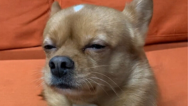 A “Shulaibao” Rap for Hani