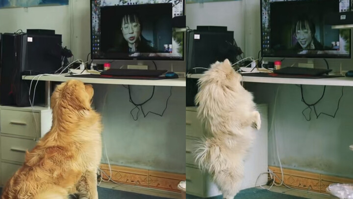 【Animal Circle】She video calls dogs after 3 months. Dogs are shocked.