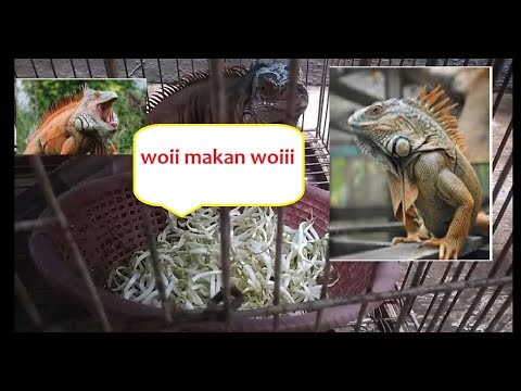 Iguana cepat besar ? kasih makanan sehat sayur toge pun di santap